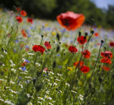 Wildflowers